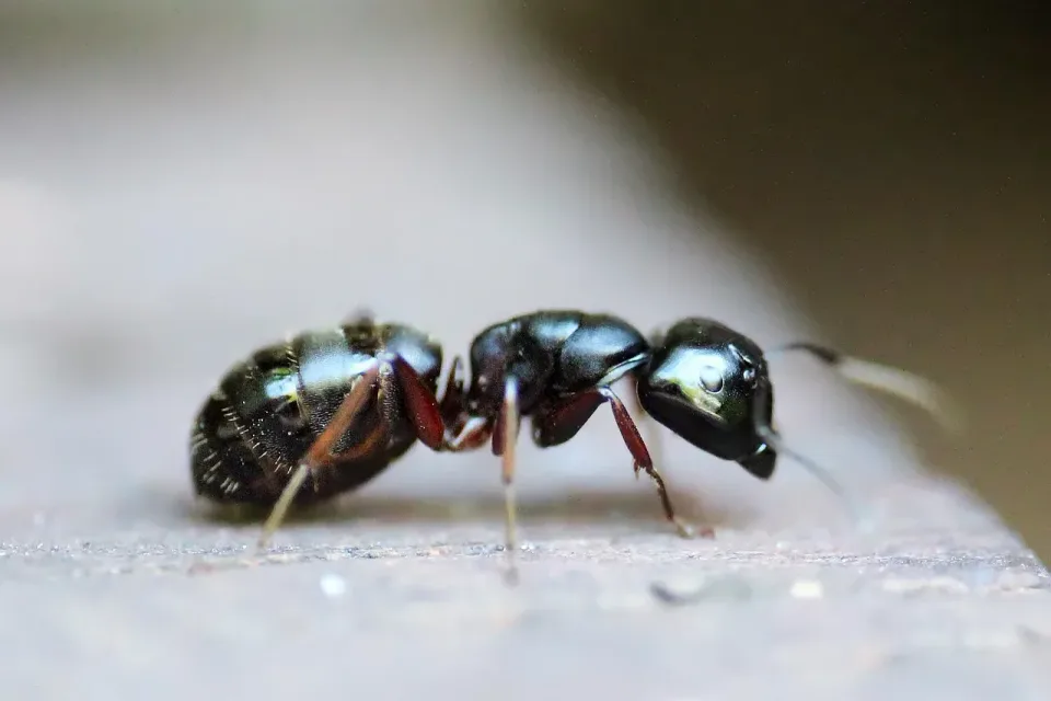 Ant — Pest Control Ant — Pest Control